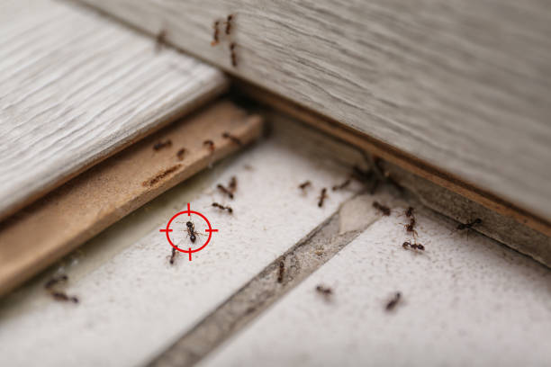 Best Cockroach Control Services  in Somerdale, NJ