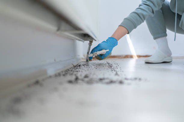 Best Wasp Removal Services  in Somerdale, NJ